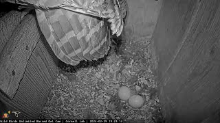 Egg 2 Arrives At WBU Barred Owl Nest  Watch The Females Reveal – Feb 29 2024 [upl. by Ainadi307]