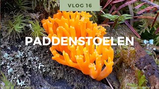 Natuur Weetjes voor kinderen Vlog 16 paddenstoelen [upl. by Morgenthaler665]