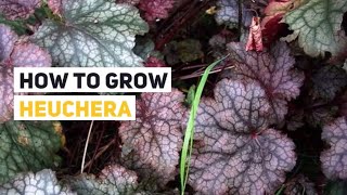 Heuchera Growing Guide Alum root Coral bells by GardenersHQ [upl. by Guenevere]