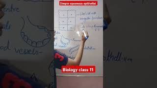 Simple squamous epithelial tissue Biology class 11 shorts [upl. by Socram880]