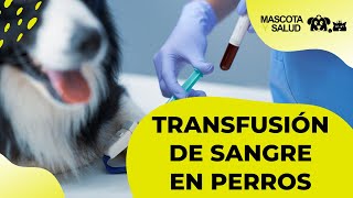 Transfusión de Sangre en perros  Mascota y Salud [upl. by Lenore]