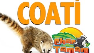 COATIS GUIA EXPRES [upl. by Starks422]