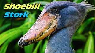 Get to Know the Shoebill Stork Natures Living Oddity [upl. by Imoan]