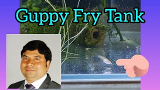 How To Setup Guppy Fry Growup Tank  Guppy Nursery Growup Tank  Aquarium Setup for Guppy Babies [upl. by Safier]