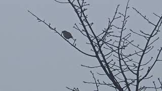 20241028 LJUBLJANA Botanični vrt PASSERIFORMES Erithacus rubecula TAŠČICA [upl. by Linnie]