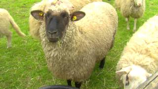 Schafe lustig bääähhh Bauernhofgeräusche  Schaf Lamm Schafbock die ganze Meute [upl. by Alocin100]