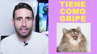 ¿Qué hago si mi gato está quotcomoquot con gripe [upl. by Fidole]