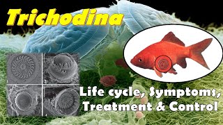 Trichodina sp Morphology Life cycle Symptoms Treatment and Control Methods [upl. by Analle635]