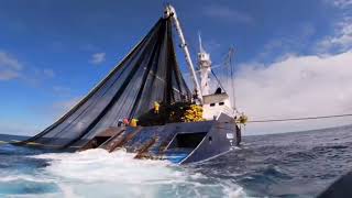 Asombroso barco moderno con las técnicas de pesca mas avanzadas captura de atún en mar abierto [upl. by Channa]