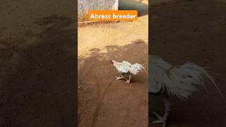 Bhimavaram Abbrass breederaseelmurga chicken kodipunju birdsytshortviralvideo pandufarms [upl. by Nitsud635]