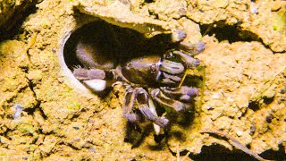 Trapdoor Spider Seizes Insect  The Dark Natures Nighttime World  BBC Earth [upl. by Holder]