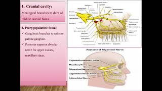 MSK Maxillary amp mandibular nerves [upl. by Nada]