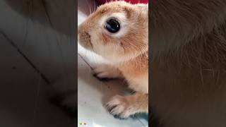 Cute rabbit 🐇youtube shortvideo trending shortsfeet youtubeshorts animals [upl. by Boser]