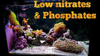 How to keep low Nitrates amp Phosphates [upl. by Lehcem]