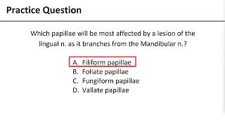 6 Papillae of Tongue [upl. by Ermengarde146]