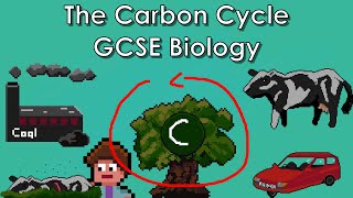 The Carbon Cycle  WJEC Biology  GCSE REVISION [upl. by Trebma]