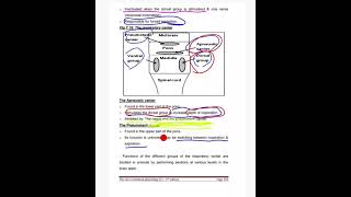 Respiratory physiology  control of respiration Sixth lecture [upl. by Petie382]