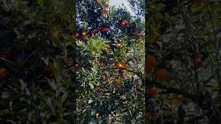 Pick your own Mandarins🍊 travelwithme farmlife explore mandarin freshfruits shorts australia [upl. by Leipzig]