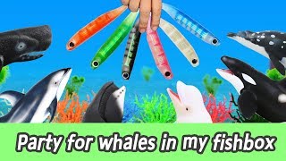 EN Party for whales in my fishbox learn colors for kids whales animation collecta ㅣCoCosToy [upl. by Ydnal881]