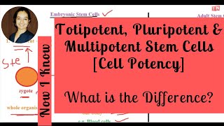 Totipotent Pluripotent amp Multipotent Stem Cells  What is the Difference Cell Potency [upl. by Marianna]