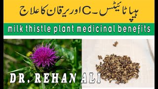 milk thistle plant medicinal benefits urduhindi  Dr Rehan Ali [upl. by Schweitzer]