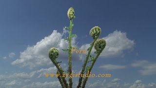 Timelapse of Fern Plant Unroling New Fronds [upl. by Pani]