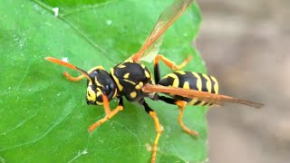 Polistes dominulus wasp [upl. by Amice]