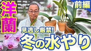 【洋蘭】冬のお悩み解決！冬の水やり方法について、前編、後編に分けて解説していきます。orchidWinter watering Part 1seedpot368 sheath [upl. by Ettenajna415]