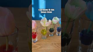 Experiment Blumen färben shorts kindergarten experiment science kidslearning forkids children [upl. by Eimmit]