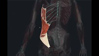 Musculus Obliquus externus abdominis [upl. by Yhtnomit]