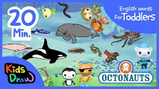 Octonauts Sea Creatures  20 minutes Compilation  English Words for Toddlers  Kids Draw [upl. by Barbabra]