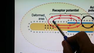 Stimulation of Pacinian corpuscles  Medical Physiology [upl. by Lanor]