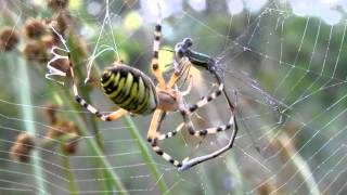 Largiope frelon lemballage dune proie [upl. by Hsiri664]