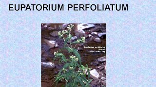 EUPATORIUM PERFOLIATUM  ΑΝΤΙΜΕΤΩΠΙΣΗ ΟΞΕΩΝ ΚΑΤΑΣΤΑΣΕΩΝ ΜΕ ΟΜΟΙΟΠΑΘΗΤΙΚΗ [upl. by Banerjee806]