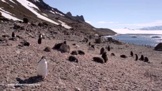 ANTARCTICA XXI Fly Over the Drake amp Cruise Antarctica [upl. by Shermy606]