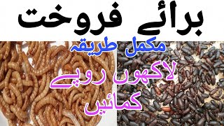 mealworm farming Pakistan mealworms for sale business Beatles for sale beatle in low price [upl. by Eastman]