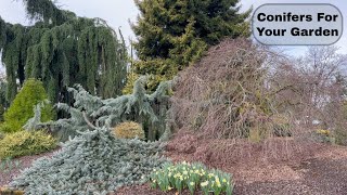 Landscape Worthy Conifers  Early Spring Stroll Through A Beautiful Conifer Garden [upl. by Barnabe122]