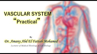 Practical histology vascular system [upl. by Tippets840]