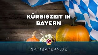 Herbst in Bayern Wie steht es um die Kürbisse [upl. by Roath]