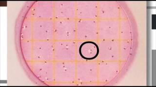 3M™ Petrifilm™ Plates Coliform [upl. by Jona180]