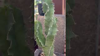 A stunning spiral Caralluma nebrownii 🌵💚 [upl. by Atsyrc]