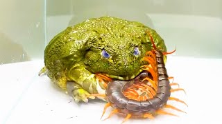 The Greedy Fat Frog And The Centipede Lord  Pacman Frog  African Bullfrog 【LIVE FEEDING】 [upl. by Retsek]