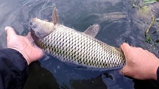 Fly fishing  Episode 16  Carp Fly Fishing [upl. by Meehyrb23]