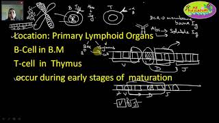 Immunology VDJ Recombination Somatic Recombination Antibody Diversity Part1 [upl. by Jo-Anne586]