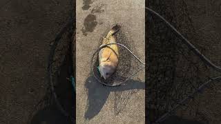 2 What we have catch at fairport Harbor watch videos 1 [upl. by Esiralc444]