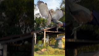 How Training Hawk Eagle [upl. by Anaer]