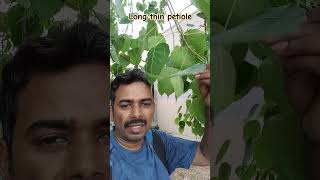 What is the function of long thin petiole in the plants Neet 2025 [upl. by Lexa]