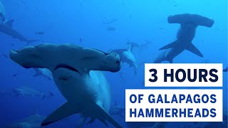 THREE HOURS of the Worlds Best Dive Thousands of Hammerhead Sharks in the Galapagos Islands [upl. by Roht885]