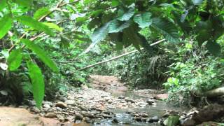 Amazon Rainforest Sounds No Music  9 Min The Jungle at Night [upl. by Cristina]