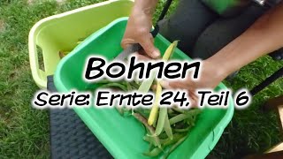 Machs Dir Selbst  Bohnen Serie Ernte 24 Teil 6 [upl. by Elora]